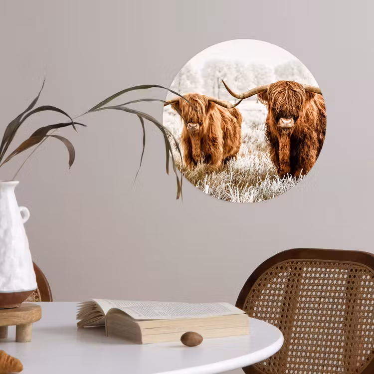 Schotse hooglander - Koe - Natuur - Winter Wandcirkel behangsticker klein -sfeer3