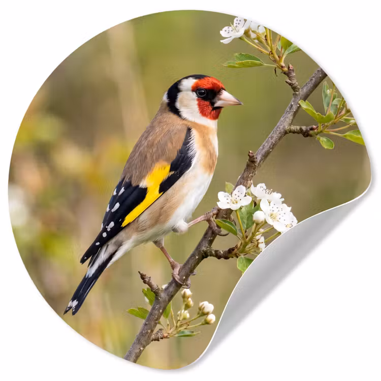 Putter - Bloesem - Lente - Natuur - Kleurrijk Wandcirkel behangsticker klein -3d