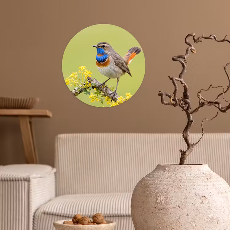 Vogel - Tak - Natuur - Kleurrijk Wandcirkel behangsticker klein -sfeer1