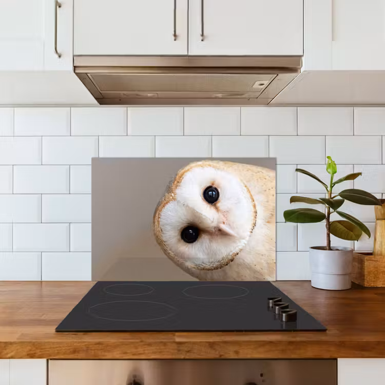 Uil - Bruin - Wit keuken achterwand spatscherm klein -sfeer2