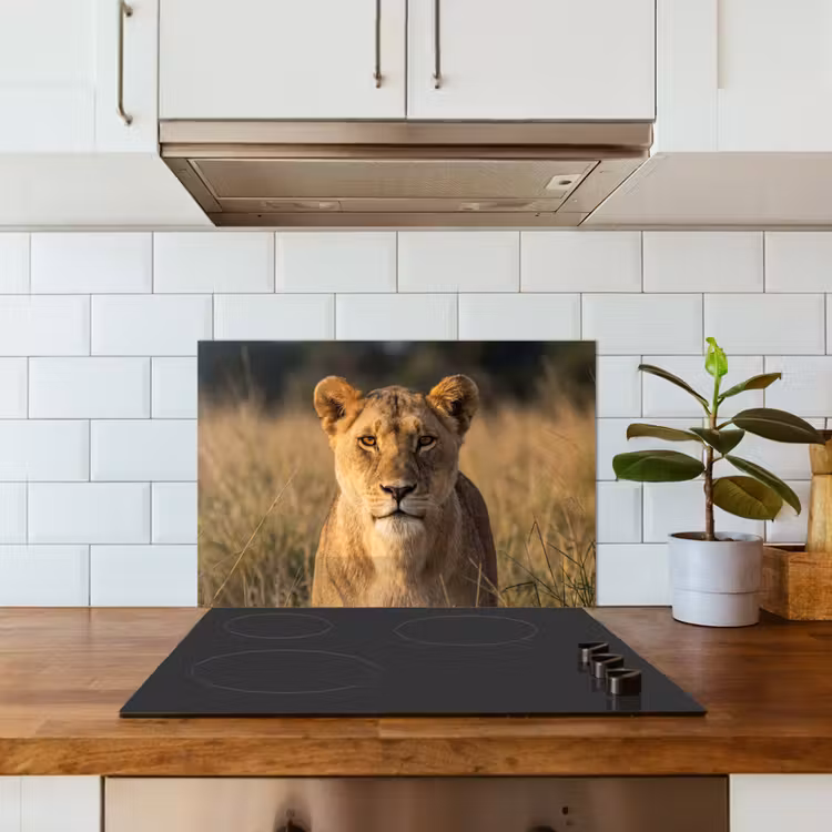 Leeuwin - Gras - Geel keuken achterwand spatscherm klein -sfeer2