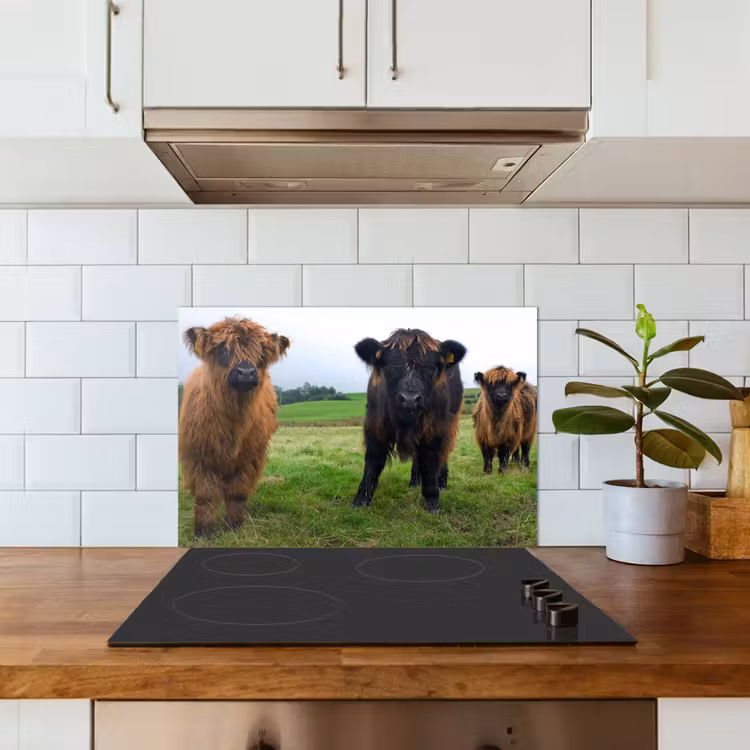 Schotse hooglander - Koeien - Natuur - Groen - Gras keuken achterwand spatscherm klein -sfeer2