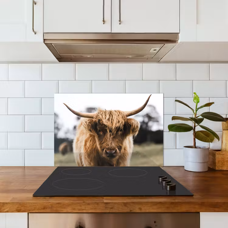 Schotse Hooglander - Koe - Gras - Dieren - Natuur keuken achterwand spatscherm klein -sfeer2