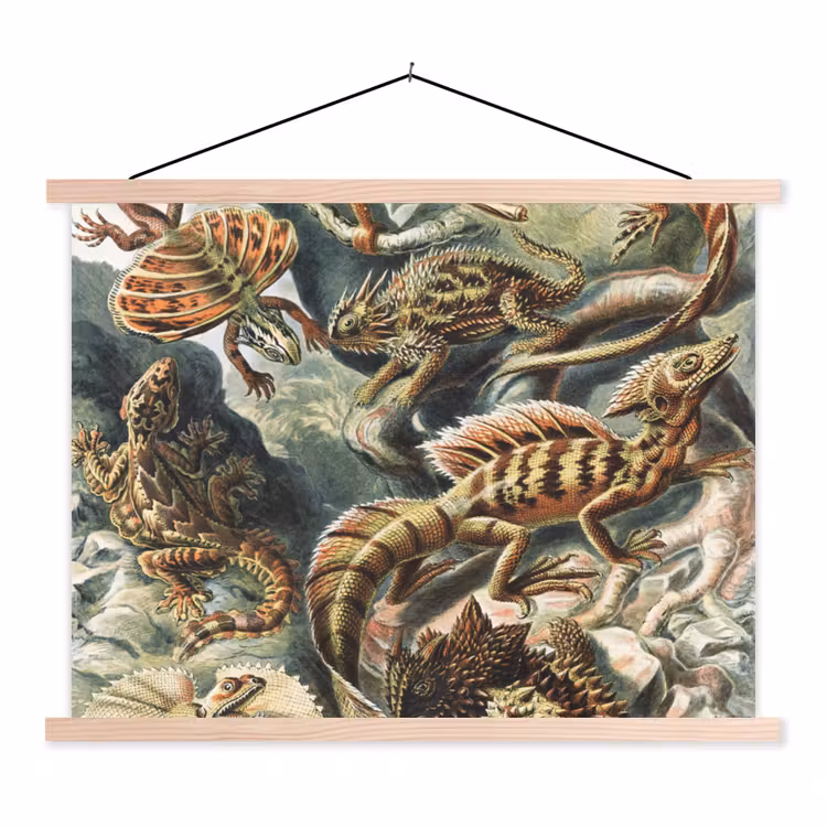 Vintage - Kunst - Ernst Haeckel - Tuinposter - Tuin textielposter latten blank klein -3d