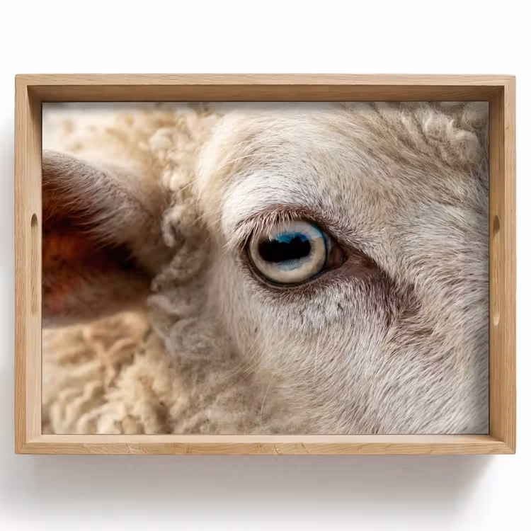Schaap - Oog - Wit Dienblad Rechthoek middel -z3d_shopping