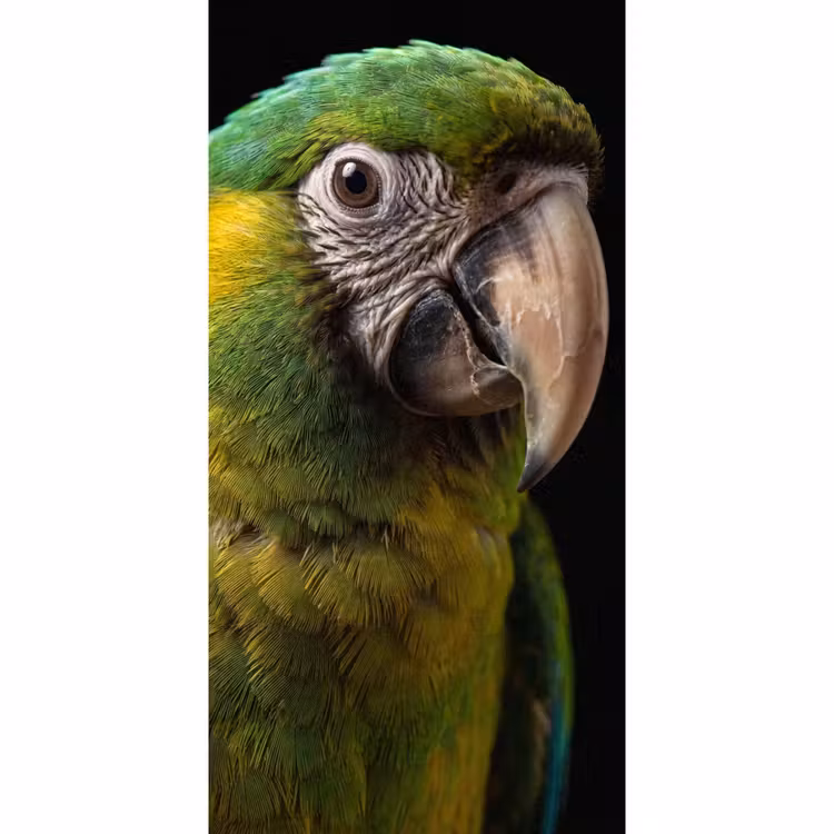 Ara - Portret - Groen Behang Vlies klein -3d_website