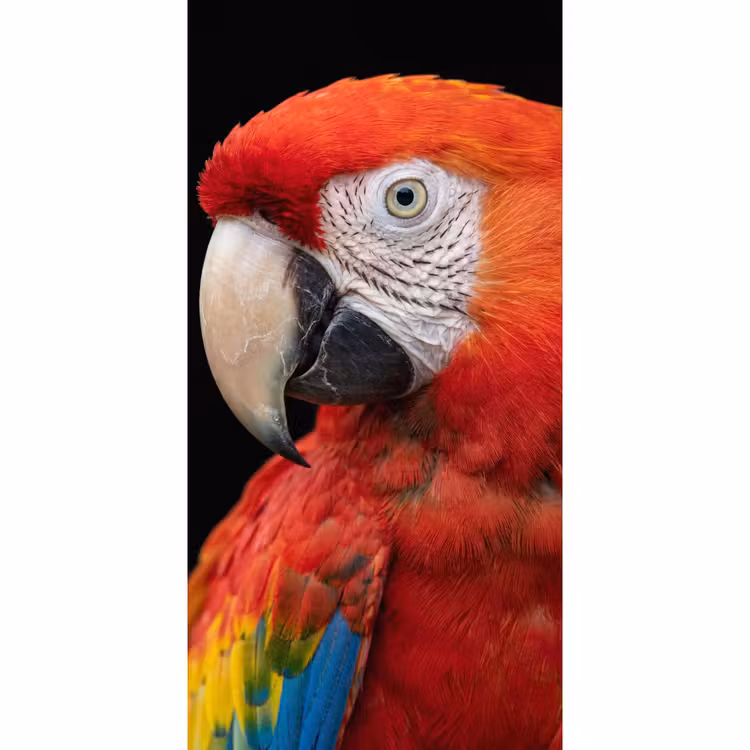 Ara - Portret - Rood Behang Vlies klein -3d_website