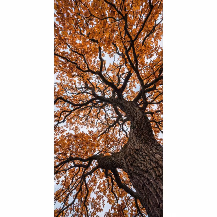 Boom - Bladerdak - Herfst - Oranje - Sfeervol Behang Vlies klein -3d_website