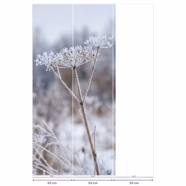 Schermbloem - Rijp - Kristallen - Winter - Delicaat Behang Vlies klein -USP_banen
