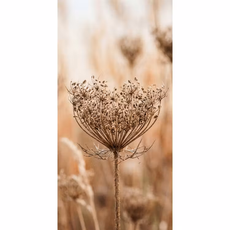 Schermbloem - Droogbloem - Winter - Beige - Minimalistisch Behang Vlies klein -3d_website