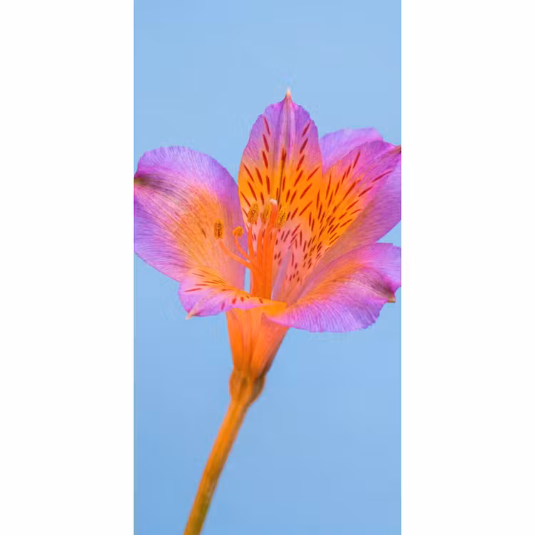 Bloem - Detail - Kleurrijk Behang Vlies klein -3d_website
