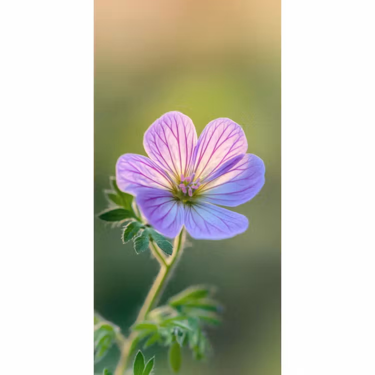 Bloem - Close up - Paars Behang Vlies klein -3d_website