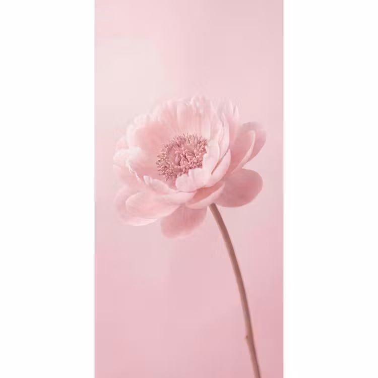 Bloem - Pioenroos - Roze Behang Vlies klein -3d_website