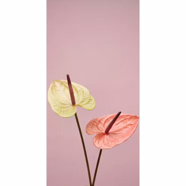 Bloemen - Anthuriums - Geel - Roze Behang Vlies klein -3d_website
