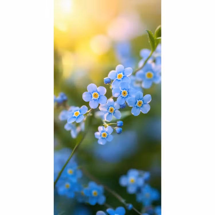 Bloemetjes - Blauw - Vergeet mij nietjes Behang Vlies klein -3d_website