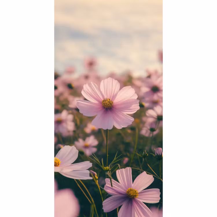 Bloemen - Paars - Wazig Behang Vlies klein -3d_website