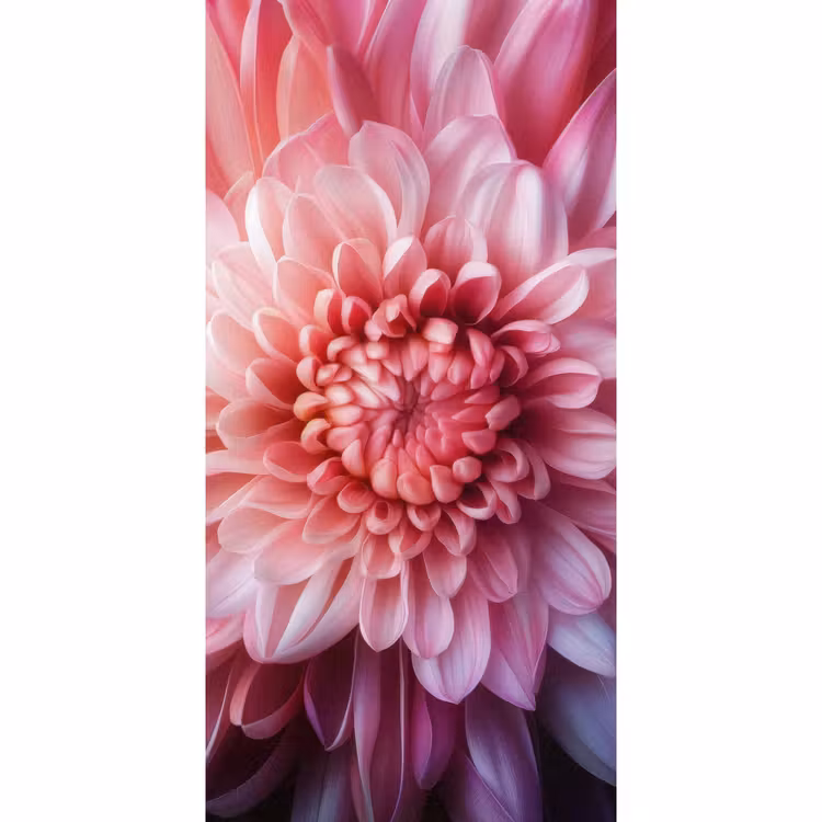 Dahlia - Bloem - Close up - Roze Behang Vlies klein -3d_website