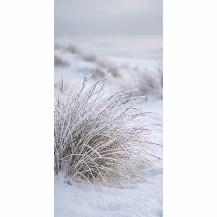 Duinen - Sneeuw - Strand - Winter - Serene Behang Vlies klein -3d_website