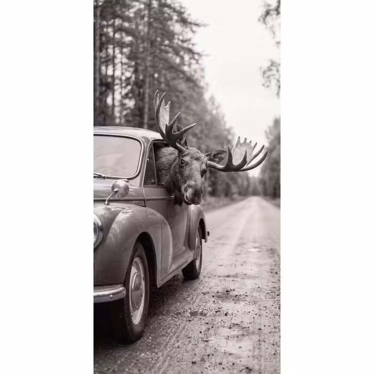 Eland - Auto - Gewei - Zwart - Wit Behang Vlies klein -3d_website