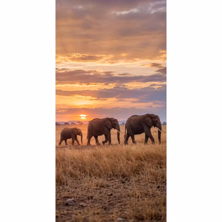 Olifanten - Savanne - Zonsondergang - Afrika - Warm Behang Vlies klein -3d_website