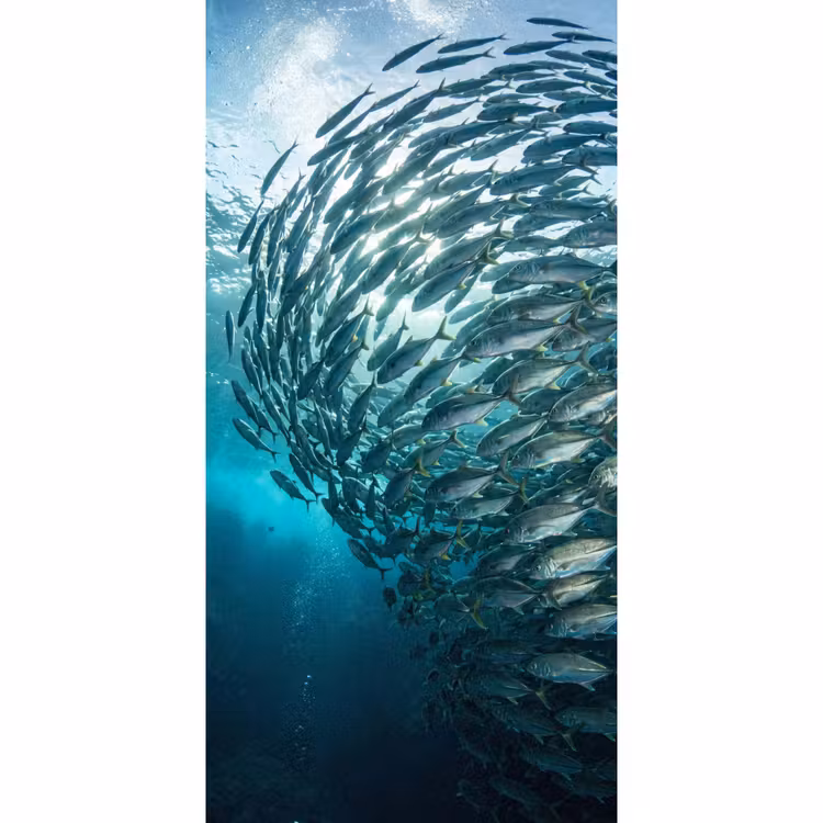 Vis - School - Oceaan - Natuur - Blauw Behang Vlies klein -3d_website