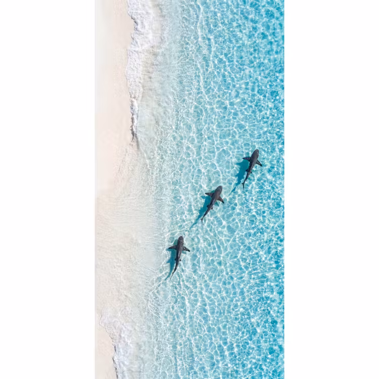 Vis - Oceaan - Strand - Turquoise - Natuur Behang Vlies klein -3d_website