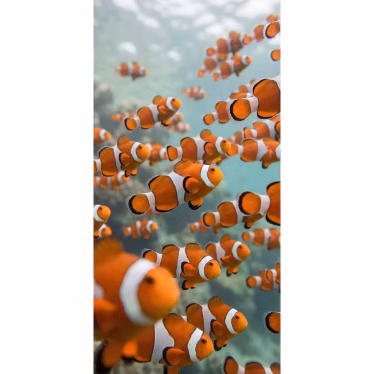 Vis - School - Onderwater - Dieren - Oranje Behang Vlies klein -3d_website