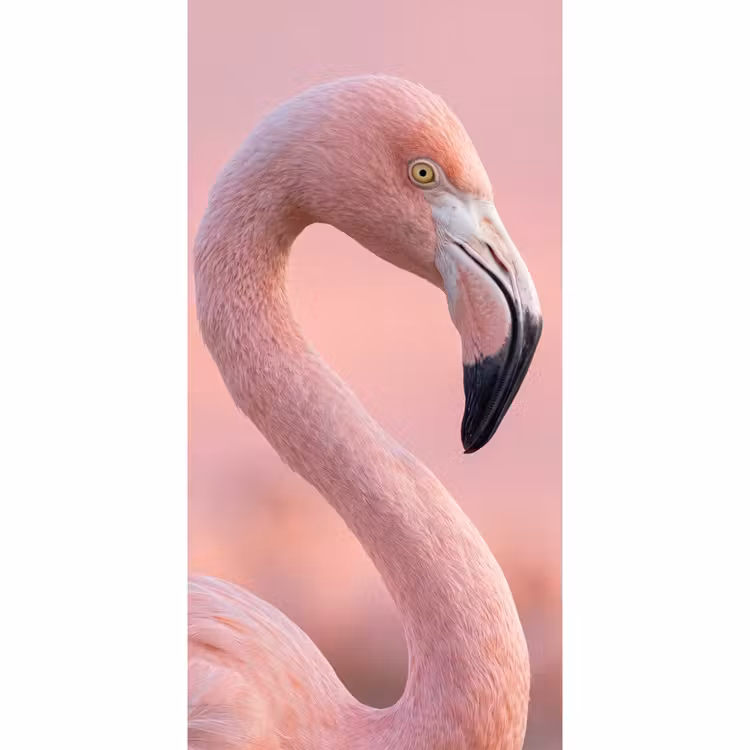 Flamingo - Portret - Roze Behang Vlies klein -3d_website