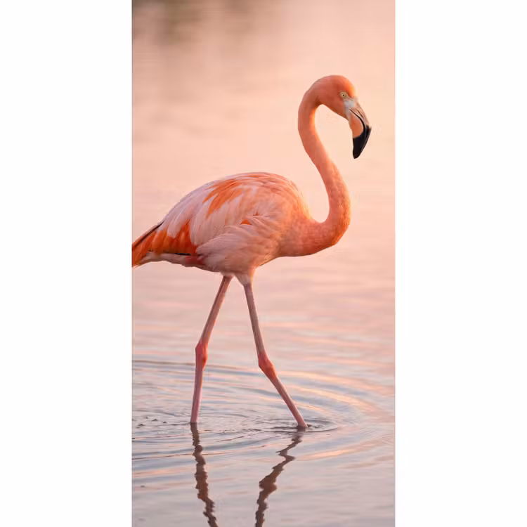 Flamingo - Water - Roze Behang Vlies klein -3d_website