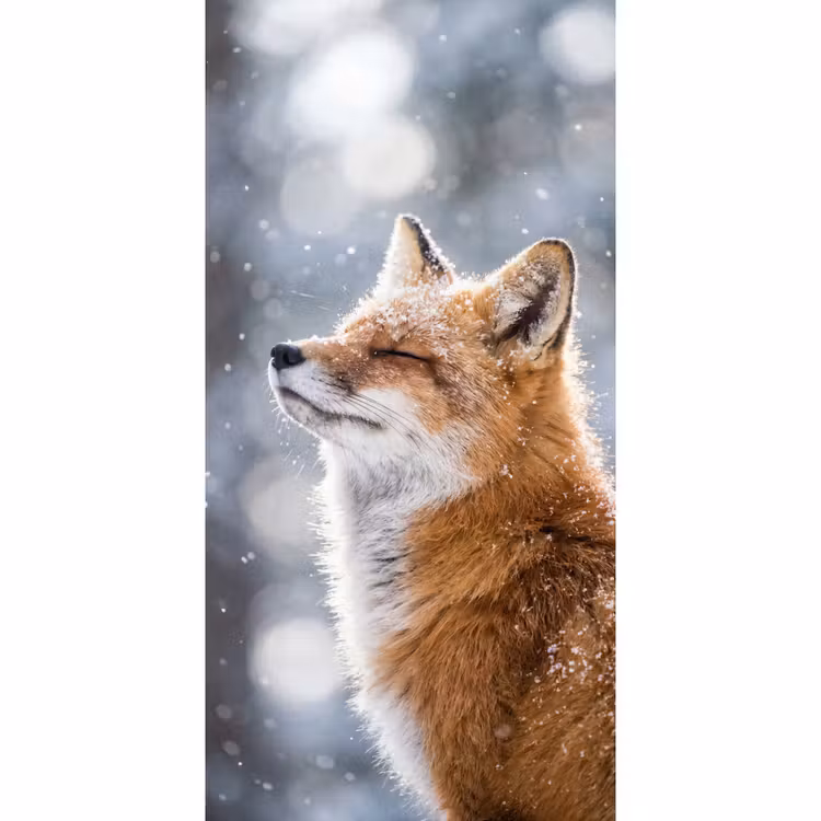 Vos - Sneeuwval - Portret - Winter - Sfeervol Behang Vlies klein -3d_website