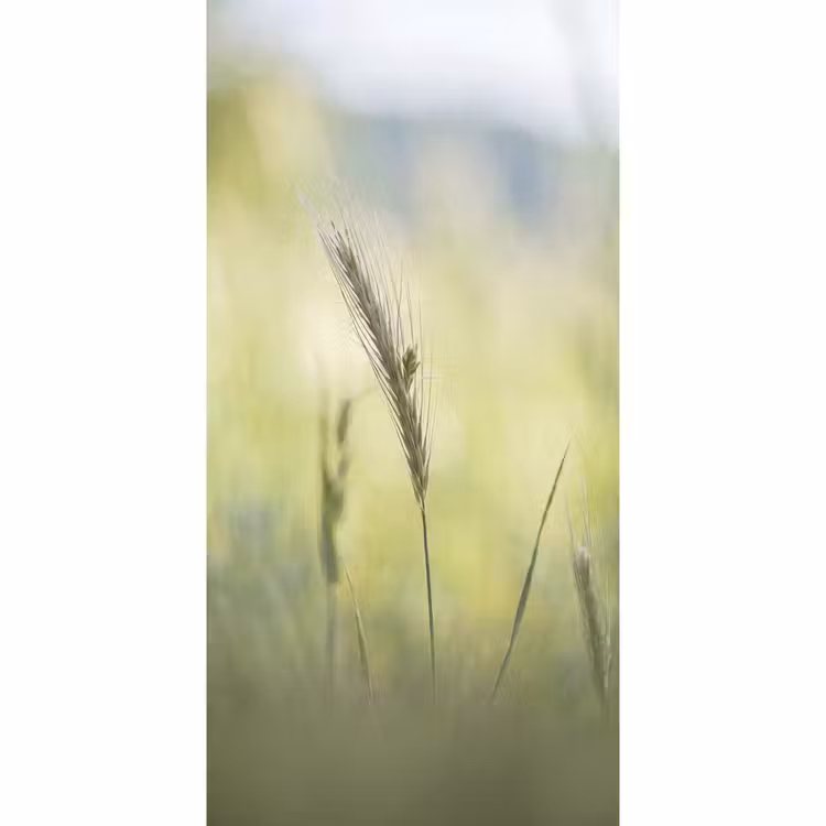 Graan - Aar - Natuur - Groen - Detail Behang Vlies klein -3d_website