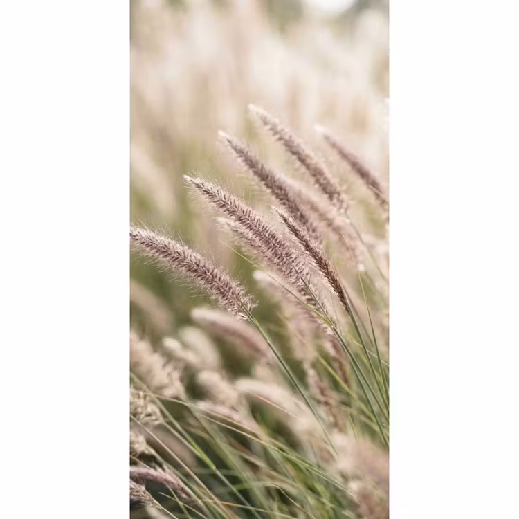 Gras - Close up - Groen Behang Vlies klein -3d_website