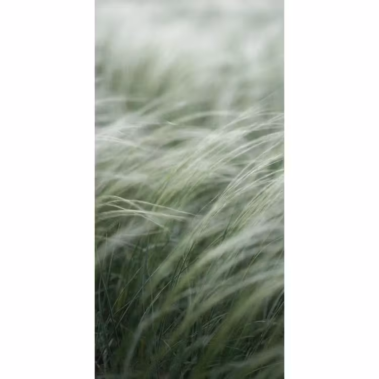Gras - Wazig - Natuur - Groen - Zacht Behang Vlies klein -3d_website