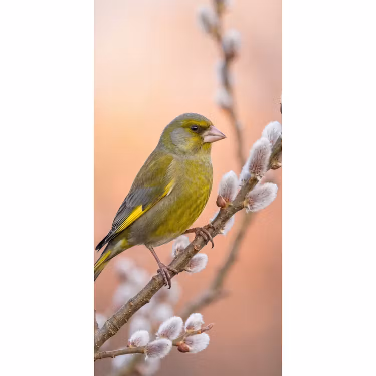 Groenling - Katjes - Lente - Natuur - Zacht Behang Vlies klein -3d_website