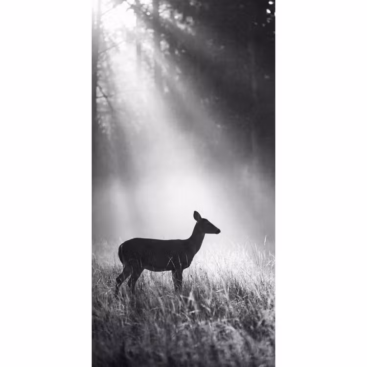 Hert - Bos - Zonnestralen - Zwart-wit - Natuur Behang Vlies klein -3d_website