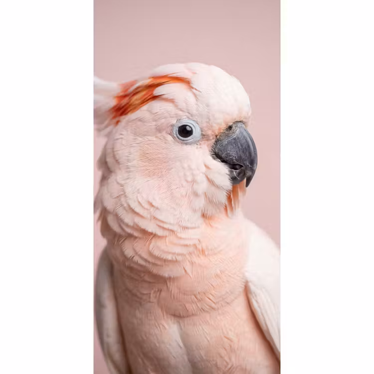 Kaketoe - Portret - Roze Behang Vlies klein -3d_website