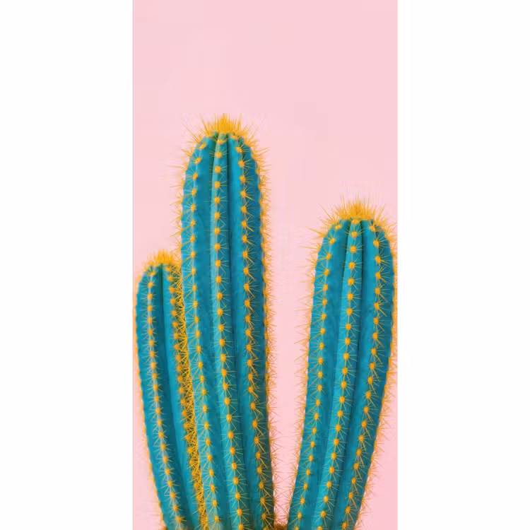 Cactussen - Modern - Pastel Behang Vlies klein -3d_website
