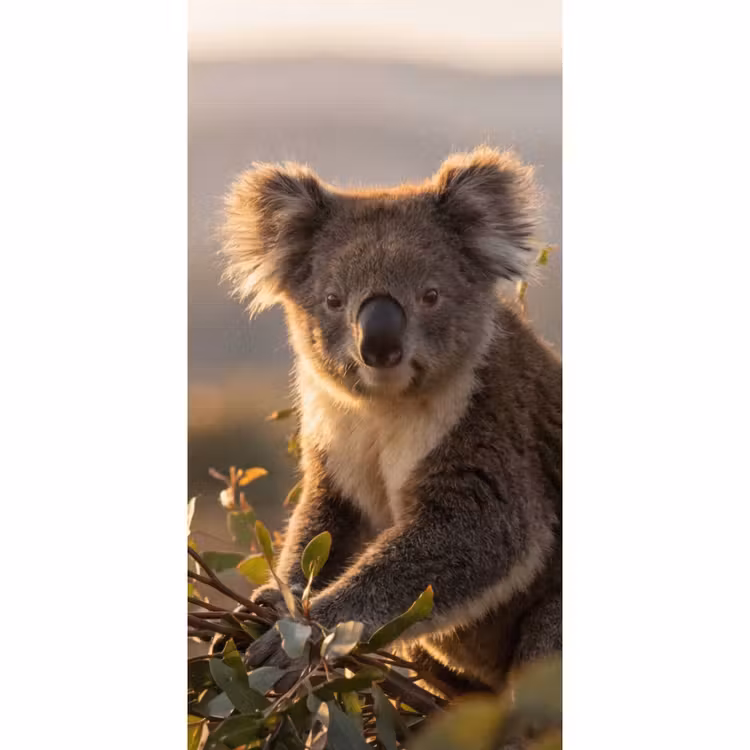 Koala - Bladeren - Ochtendlicht Behang Vlies klein -3d_website