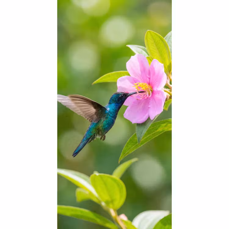 Kolibrie - Bloem - Natuur - Groen Behang Vlies klein -3d_website