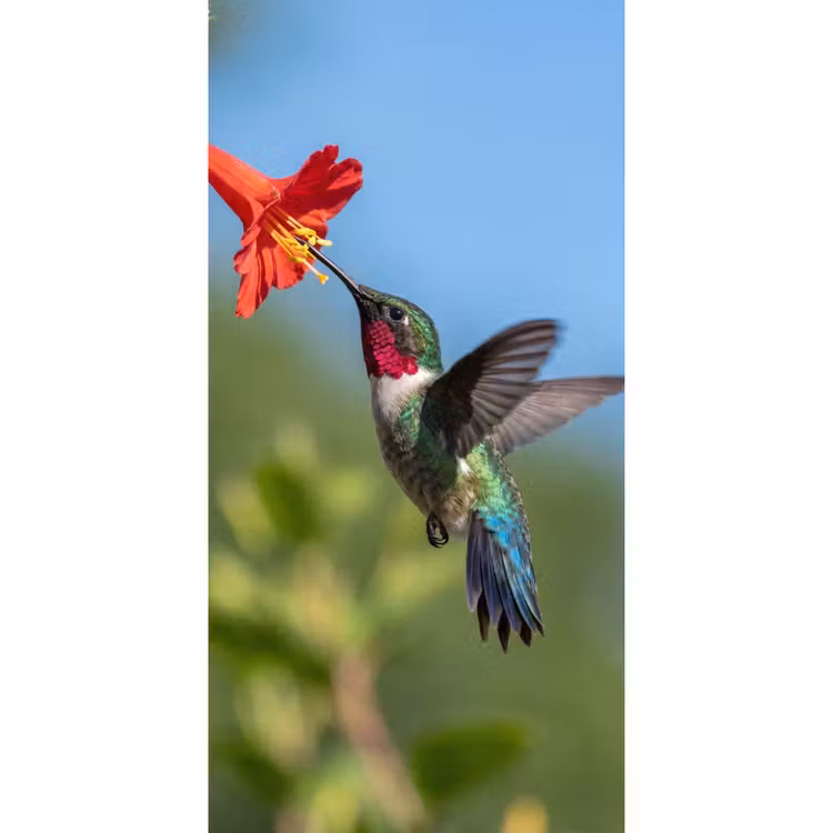Kolibrie - Bloem - Natuur - Groen Behang Vlies klein -3d_website