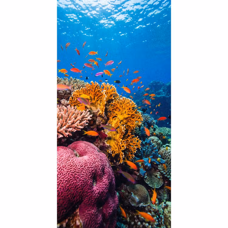Koraal - Vissen - Oceaan - Natuur - Kleurrijk Behang Vlies klein -3d_website