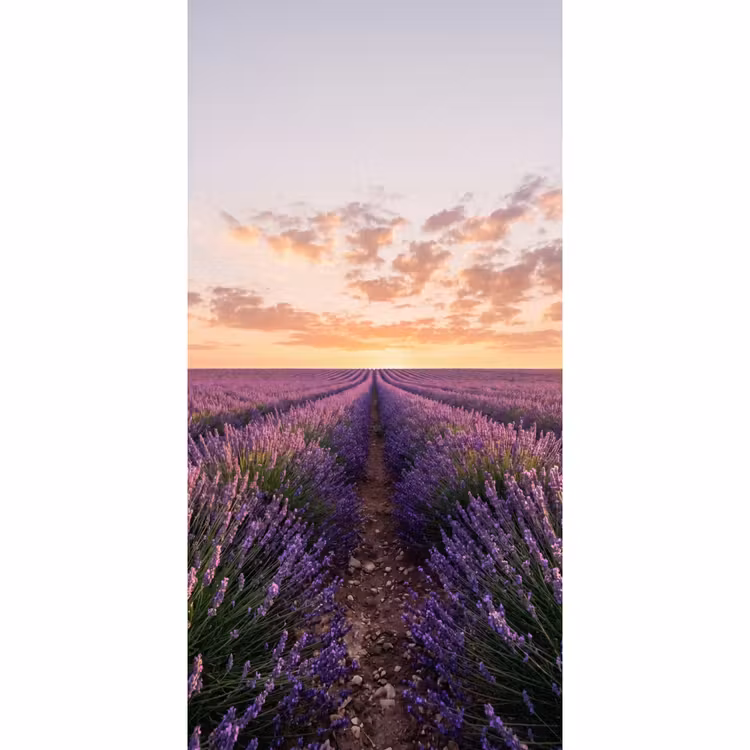 Landschap - Lavendelveld - Paars Behang Vlies klein -3d_website