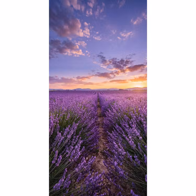 Lavendel - Veld - Natuur - Paars Behang Vlies klein -3d_website