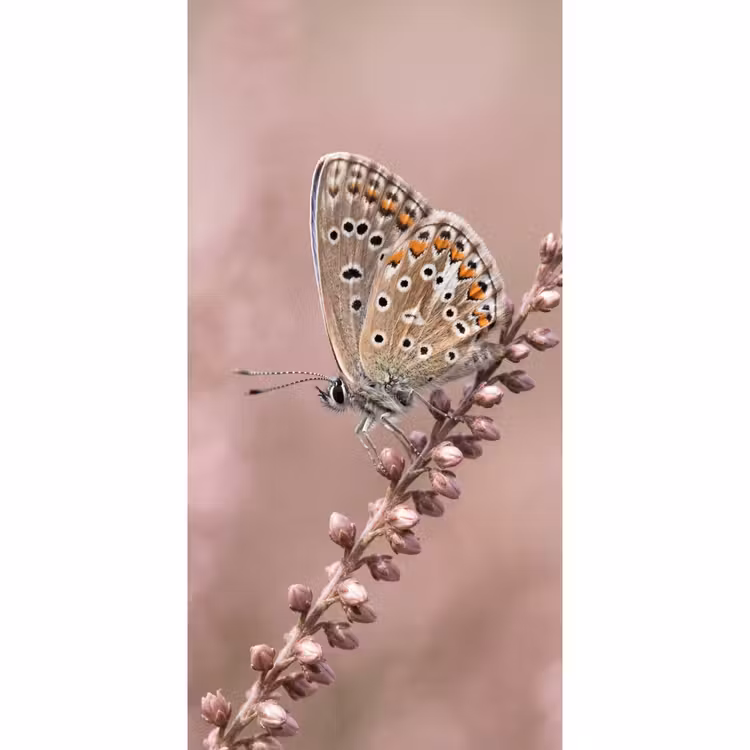 Lavendel - Vlinder - Paars Behang Vlies klein -3d_website