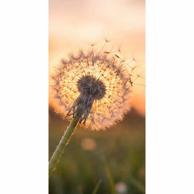 Paardenbloem - Zonsondergang - Veld Behang Vlies klein -3d_website