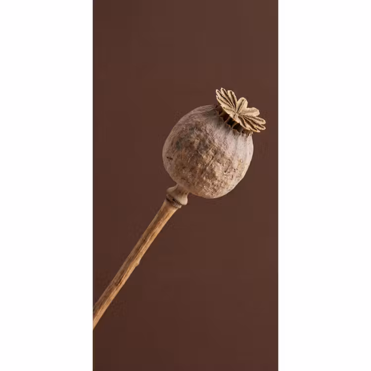 Papaverbol - Droogbloem - Bruin - Minimalistisch Behang Vlies klein -3d_website
