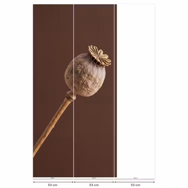 Papaverbol - Droogbloem - Bruin - Minimalistisch Behang Vlies klein -USP_banen