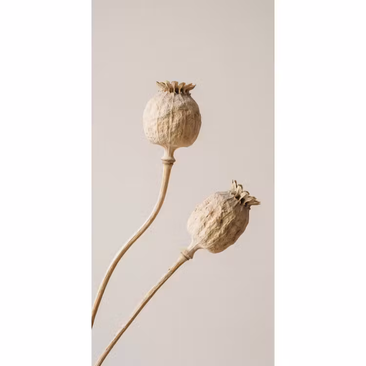 Papaverbollen - Droogbloemen - Minimalistisch - Beige - Rustig Behang Vlies klein -3d_website