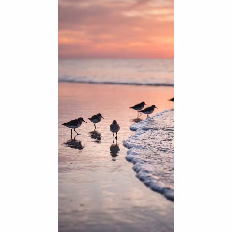 Meeuwen - Strand - Zee - Roze Behang Vlies klein -3d_website