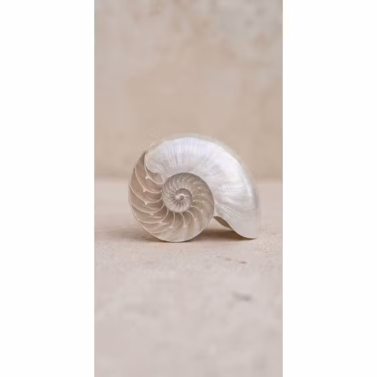 Schelp - Spiraal - Beige Behang Vlies klein -3d_website